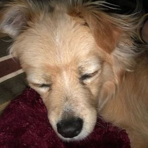 Meet your Posher, Patty